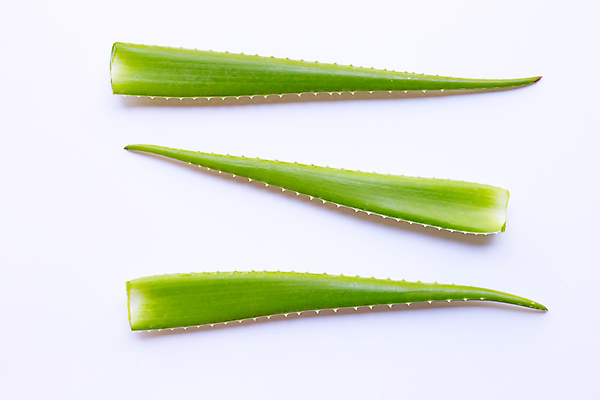 포토 JPG 해외이미지 스튜디오촬영 실내 사람없음 흰배경 알로에 해외포토 식물 백그라운드 내부 흰색 파일형식 이미지허브