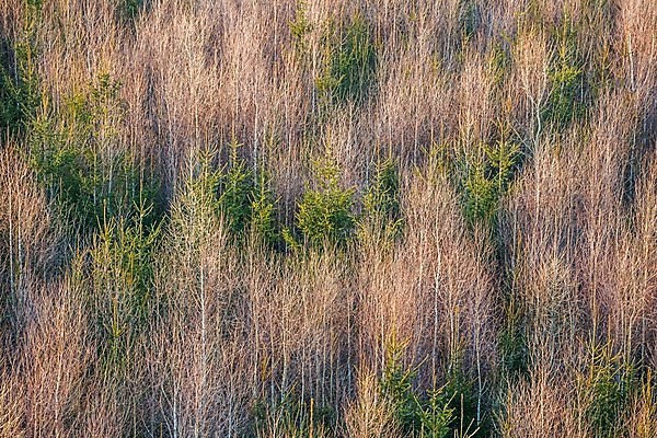 포토 JPG 해외이미지 나무 식물 공원 백그라운드 잎 패턴 자연 벽지 아침 추상 산 안테나 풍경 사람없음 야외 목재 초록색 빛 환경 흰색 소나무 정상 숲 질감 상록수 침엽수 자작나무 해외포토 주간 공공시설 컬러 무늬 재료 통신 생태계 파일형식 이미지허브