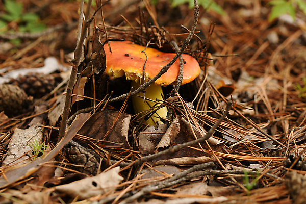 포토 JPG 해외이미지 식물 자연 씨앗 사람없음 버섯 가을 숲 그물버섯 해외포토 계절 생태계 파일형식 이미지허브