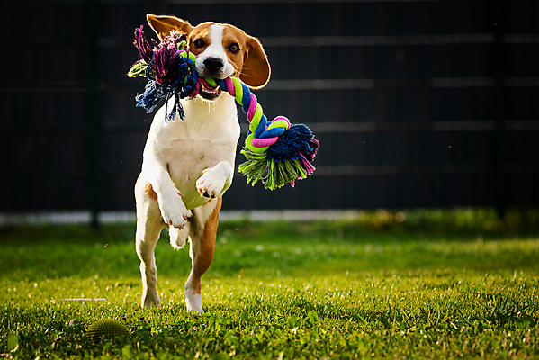 포토 JPG 해외이미지 동물 공원 행복 얼굴 포즈 백그라운드 밭 포유류 모션 자연 놀이 사람없음 야외 초록색 반려동물 장난감 달리기 카메라 정원 점프 힘 봄 기쁨 자유 개 달콤 속도 비글 송곳니 기르기 카피스페이스 해외포토 계절 공공시설 감정 컬러 컨셉 농업 신체부위 전자제품 공백 맛 치아 생태계 돌봄 파일형식 이미지허브