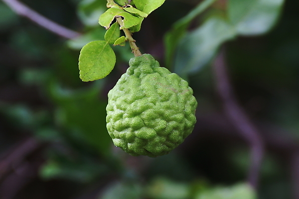 포토 JPG 해외이미지 나무 식물 아시아 음식 백그라운드 잎 채소 과일 재료 태국 자연 귤 건강 3 요리 동양인 사람없음 초록색 여름 빛 정원 흰색 나뭇가지 신선 거친 주름 레몬 허브 유기농 매움 보케 아로마 라임 내추럴 고립 숙성 해외포토 웰빙 계절 나라 컬러 인종 맛 생태계 파일형식 이미지허브
