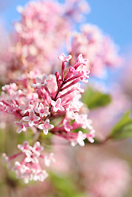 포토 JPG 해외이미지 나무 식물 전통 계절 꽃 줄기 분홍색 꽃다발 잎 자연 발렌타인데이 사람없음 야외 초록색 여름 파란색 정원 보라색 봄 성장 벚꽃 나뭇가지 신선 개화 제비꽃 관목 향수 순수 원예 향기 향 라일락 내추럴 해외포토 컬러 컨셉 데이이벤트 취미 화장품 생태계 냄새 파일형식 이미지허브