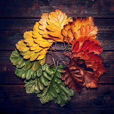 포토 JPG 해외이미지 나무 식물 계절 공원 백그라운드 단풍 잎 패턴 오렌지 자연 추상 사람없음 빨간색 컬러풀 갈색 노란색 활발 수확 가을 황금 떨어짐 숲 질감 10월 내추럴 해외포토 공공시설 컬러 컨셉 무늬 농업 과일 날짜 생태계 파일형식 이미지허브