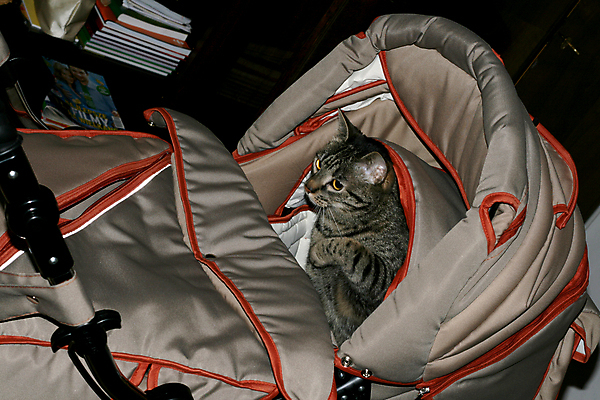 포토 JPG 해외이미지 어린이 앉기 사람없음 반려동물 고양이 아기 유모차 거짓말 해외포토 동물 포유류 모션 사람 아기용품 파일형식 이미지허브