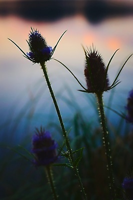 포토 JPG 해외이미지 식물 실루엣 백그라운드 자연 하늘 사람없음 세로 파란색 반사 평화 환경 검은색 어둠 침묵 황혼 일몰 새벽 신선 가시 닫기 저녁 시원함 엉겅퀴 내추럴 해외포토 자연요소 꽃 컬러 컨셉 모션 촬영기법 노을 소리 야간 생태계 파일형식 이미지허브