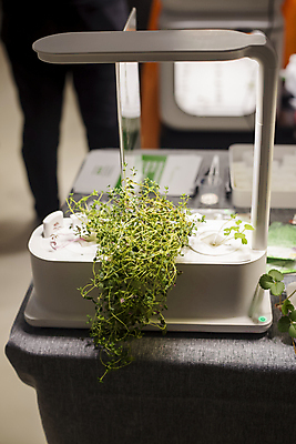 포토 JPG 해외이미지 식물 음식 잎 다이어트 채소 재료 건강 사람없음 초록색 새싹 흙 샐러드 성장 시골 신선 시장 소프트포커스 발사 허브 에코 유기농 원예 건강식 모종 영양분 채식주의자 비건 해외포토 웰빙 컬러 촬영기법 취미 환경 채식 파일형식 이미지허브