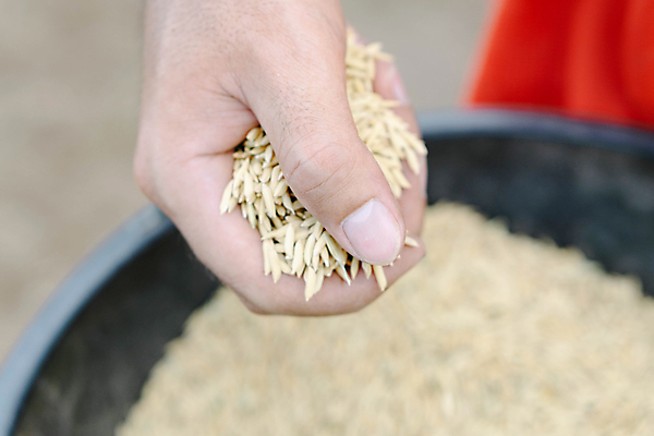 포토 JPG 해외이미지 식물 손 계절 아시아 음식 여행 백그라운드 농업 다이어트 태국 자연 밥 건조 건강 씨앗 사람 사람없음 야외 초록색 물 농작물 농장 갈색 시골 연못 업무 농부 뿌리기 내추럴 논밭 밭일 파종 해외포토 자연요소 직업 나라 산업 컬러 밭 모션 논 신체부위 농사 작업 생태계 파일형식 이미지허브