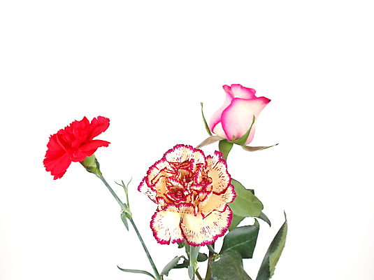 포토 JPG 해외이미지 꽃 사람없음 카네이션 해외포토 식물 파일형식 이미지허브