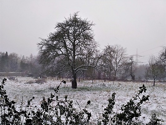 포토 JPG 해외이미지 나무 유럽 도로 크리스마스 겨울 밭 자연 날씨 휴가 요정 독일 이야기 풍경 사람없음 야외 냉동 얼음 추위 안개 흰색 나뭇가지 고속도로 숲 오솔길 서리 깊이 루트 방법 눈내림 해외포토 자연요소 식물 계절 기념일 나라 길 컬러 농업 교통시설 눈_날씨 생태계 파일형식 이미지허브