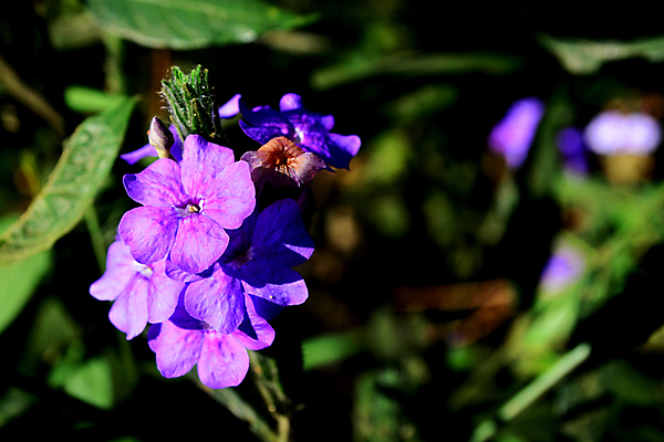 포토 JPG 해외이미지 식물 꽃잎 꽃 백그라운드 잎 꽃무늬 자연 벽지 추상 독일 건강 사람없음 여름 파란색 컬러풀 정원 보라색 봄 벚꽃 죽음 신선 작음 제비꽃 그림 원예 질감 상록수 내추럴 세이지 해외포토 계절 유럽 컬러 무늬 취미 크기 생태계 파일형식 이미지허브