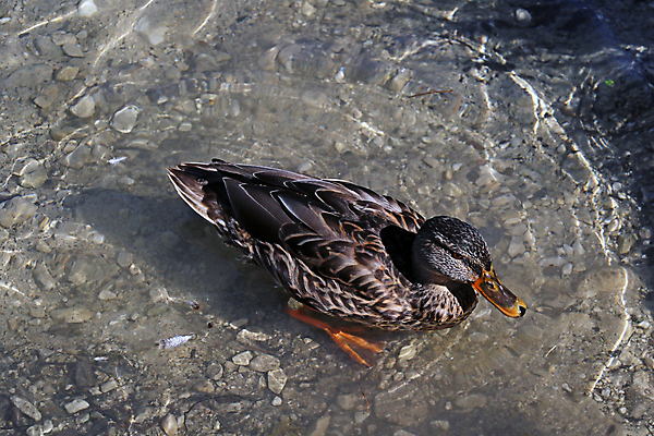 포토 JPG 해외이미지 동물 커플 공원 여자 남자 유럽 호수 야생동물 여행 백그라운드 겨울 날개 자연 조류 휴식 오리 서기 풍경 사람없음 야외 목재 초록색 물 여름 파란색 강 하이앵글 컬러풀 반사 갈색 노란색 환경 수영 어둠 봄 바위 흰색 연못 정상 스위스 깃털 부리 물새 청둥오리 내추럴 해외포토 자연요소 나무 계절 공공시설 나라 뷰포인트 컬러 컨셉 재료 관계 모션 사람 돌_바위 수상스포츠 생태계 파일형식 이미지허브
