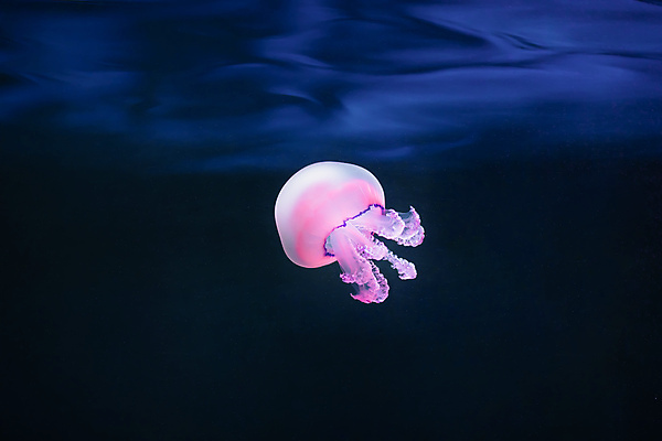 포토 JPG 해외이미지 한마리 분홍색 사람없음 바닷속 수중동물 자포동물 해파리 해외포토 동물 1 컬러 수중 파일형식 이미지허브