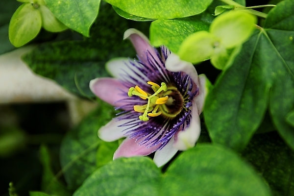 포토 JPG 해외이미지 식물 꽃잎 꽃 백그라운드 잎 꽃무늬 자연 사람없음 초록색 정원 보라색 벚꽃 흰색 닫기 작음 열정 꽃가루 해외포토 감정 컬러 무늬 모션 크기 가루 생태계 파일형식 이미지허브