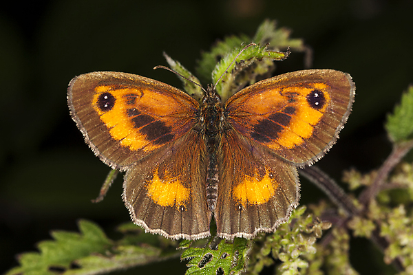 포토 JPG 해외이미지 식물 동물 꽃잎 꽃 야생동물 나비 곤충 날개 자연 영국 안테나 사람없음 가로 여름 갈색 정원 침묵 봄 활발 가을 변화 우아함 닫기 벌레 보호 딱정벌레 나방 취급주의 해외포토 계절 유럽 컬러 컨셉 통신 모션 경고 소리 생태계 파일형식 이미지허브