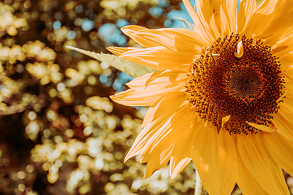 포토 JPG 해외이미지 주간 자연 휴식 해바라기 풍경 사람없음 야외 평화 경관 해외포토 자연요소 꽃 컨셉 생태계 파일형식 이미지허브