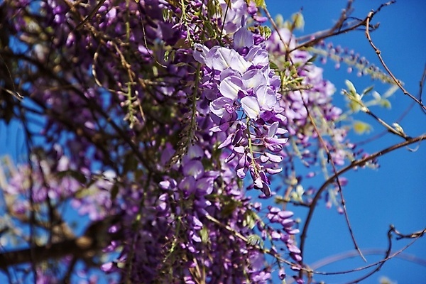 포토 JPG 해외이미지 꽃 자연 사람없음 봄 해외포토 식물 계절 생태계 파일형식 이미지허브
