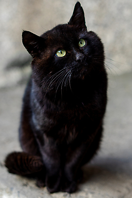 포토 JPG 해외이미지 동물 응시 백그라운드 포유류 자연 거리 털 앉기 사람없음 야외 초록색 반려동물 검은색 고양이 도시 작음 신비 배고픔 솜털 노숙자 혼자 해외포토 시선 컬러 컨셉 모션 크기 생태계 파일형식 이미지허브
