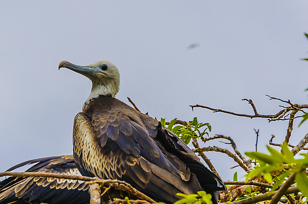 포토 JPG 해외이미지 동물 공원 남자 야생동물 바다 섬 여행 날개 자연 조류 하늘 풍경 사람없음 빨간색 파란색 검은색 미국 흰색 큼 피부 부리 태평양 에콰도르 갈라파고스 남쪽 내추럴 동물상 이국적 전국 접기 파우치 해외포토 공공시설 컬러 북아메리카 가방 모션 사람 신체부위 조형물 남아메리카 크기 방향 생태계 파일형식 이미지허브