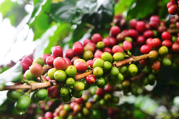 포토 JPG 해외이미지 나무 식물 열매 산업 아시아 커피 음료 음식 잎 농업 태국 자연 콩 사람없음 야외 빨간색 초록색 농작물 농장 수확 성장 나뭇가지 신선 뜨거움 굽기 유기농 날것 에콰도르 북쪽 밭일 생태학 숙성 아라비카 카페인 해외포토 웰빙 교육 나라 컬러 곡류 남아메리카 구이 방향 생태계 파일형식 이미지허브