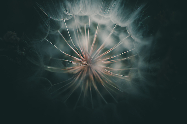 포토 JPG 해외이미지 식물 계절 꽃 백그라운드 꽃무늬 자연 추상 건조 씨앗 사람없음 빛 머리 봄 벚꽃 흰색 민들레 묘사 부드러움 내추럴 몽환 해외포토 컬러 컨셉 무늬 신체부위 감각 생태계 파일형식 이미지허브