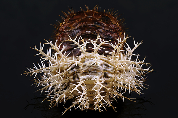 포토 JPG 해외이미지 동물 야생동물 곤충 백그라운드 패턴 절지류 자연 추상 골격 사람없음 갈색 검은색 외계인 껍질 죽음 못 입 닫기 해충 벌레 신비 무서움 딱정벌레 생태계 눈금 생물학 날카로움 스파이크 고립 못생김 오싹 해외포토 교육 감정 컬러 컨셉 무늬 모션 신체부위 미확인물체 공구 파일형식 이미지허브