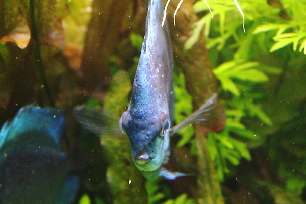 포토 JPG 해외이미지 동물 야생동물 바다 여행 백그라운드 자연 어류 동양인 사람없음 물 파란색 컬러풀 일본 검은색 수중 흰색 황금 큼 다이빙 수족관 잉어 내추럴 이국적 해외포토 자연요소 아시아 컬러 인종 수영 수중동물 크기 생태계 수중스포츠 파일형식 이미지허브