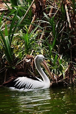 포토 JPG 해외이미지 동물 호수 야생동물 바다 백그라운드 날개 아프리카 자연 조류 낚시 어류 사람없음 야외 물 여름 수영 흰색 그룹 황무지 큼 펠리컨 깃털 부리 물새 철새 물갈퀴 내추럴 다뉴브강 동물상 식민지 해외포토 자연요소 계절 나라 컬러 레저 조형물 수중동물 수상스포츠 크기 생태계 파일형식 이미지허브
