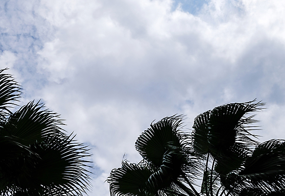 포토 JPG 해외이미지 나무 식물 구름 실루엣 줄기 백그라운드 잎 자연 하늘 손바닥 풍경 사람없음 야외 초록색 여름 파란색 빛 우주 정원 흰색 나뭇가지 휴양지 질감 내추럴 해외포토 자연요소 손 계절 컬러 촬영기법 장소 생태계 파일형식 이미지허브