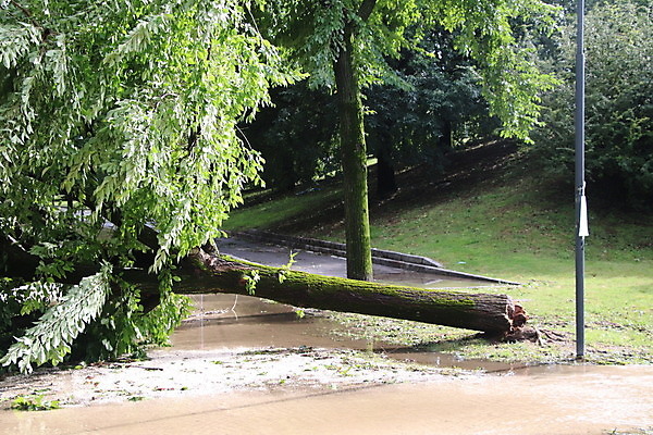 포토 JPG 해외이미지 나무 자연 바람 사람없음 야외 초록색 손상 나뭇가지 닫기 파편 위험 사건 폭풍 잡동사니 다리찢기 깨짐 단절 폭풍우 허리케인 해외포토 자연요소 식물 컬러 컨셉 모션 날씨 비_날씨 자연재해 생태계 파일형식 이미지허브