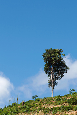포토 JPG 해외이미지 나무 식물 구름 1 계절 공원 꽃 백그라운드 잎 밭 자연 하늘 산 풍경 사람없음 야외 목재 초록색 여름 파란색 햇빛 태양 농장 환경 정원 봄 성장 가을 시골 신선 숲 큼 땅 언덕 장면 내추럴 땅바닥 해외포토 자연요소 공공시설 컬러 농업 재료 바닥 크기 생태계 파일형식 이미지허브