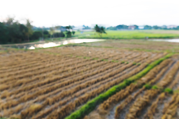 포토 JPG 해외이미지 백그라운드 밭 농업 표면 추상 건조 사람없음 아웃포커스 초록색 농작물 농장 갈색 환경 흙 사막 수확 시골 죽음 뜨거움 거친 소프트포커스 땅 질감 점토 지역 진흙 가뭄 밀짚 거름 깨짐 땅바닥 밭일 심기 울퉁불퉁 해외포토 산업 컬러 컨셉 무늬 모션 날씨 바닥 촬영기법 짚 파일형식 이미지허브