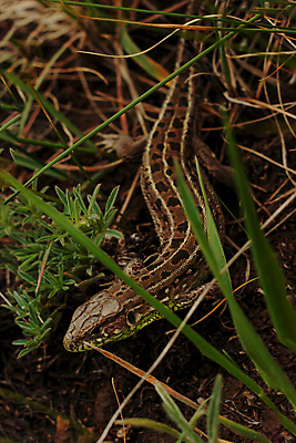 포토 JPG 해외이미지 식물 응시 지구 야생동물 잎 신체 파충류 자연 저울 사람없음 야외 세로 초록색 갈색 노란색 침묵 줄무늬 회색 추위 용 점 구멍 뱀 작음 피부 속도 질감 도마뱀 육식동물 노려봄 기어가기 감싸기 땅바닥 이국적 치유 해외포토 동물 시선 컬러 무늬 모션 바닥 표정 신체부위 소리 크기 생태계 파일형식 이미지허브