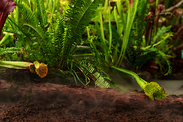 포토 JPG 해외이미지 식물 꽃 곤충 잎 꽃무늬 자연 종류 사람없음 컵 초록색 정원 안개 잡기 벌레 숲 위험 주머니 육식동물 육식 멸종 올가미 포수 유리주전자 내추럴 이국적 해외포토 동물 식기 컬러 컨셉 무늬 모션 유리 주전자 날씨 야구선수 생태계 파일형식 이미지허브