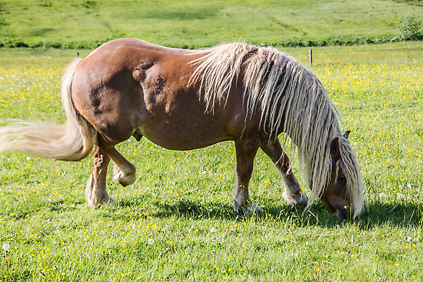 포토 JPG 해외이미지 털 사람없음 초록색 갈색 승차 방목 버드나무 언덕 꼬리 갈기 방목장 수유 해외포토 나무 컬러 모션 축산업 파일형식 이미지허브