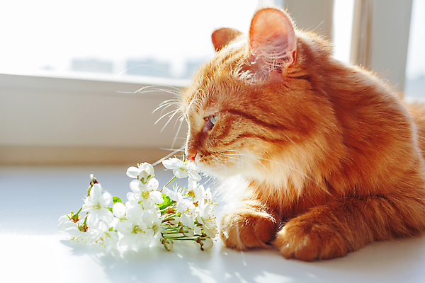 포토 JPG 해외이미지 한마리 꽃 엎드리기 실내 사람없음 반려동물 고양이 향기 반려묘 해외포토 식물 동물 1 포유류 모션 내부 냄새 파일형식 이미지허브