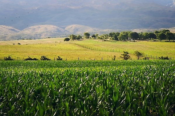 포토 JPG 해외이미지 백그라운드 밭 농업 자연 옥수수 풍경 사람없음 야외 초록색 농작물 농장 농경지 노란색 맑음 목장 농촌 시골 재산 땅 언덕 아르헨티나 내추럴 밭일 화창 세련 해외포토 산업 컬러 날씨 곡류 금융 남아메리카 생태계 파일형식 이미지허브