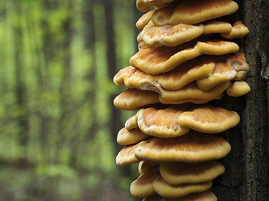 포토 JPG 해외이미지 나무 계절 음식 자연 생물 사람없음 목재 여름 컬러풀 노란색 환경 버섯 봄 숲 유기농 내추럴 곰팡이 식용 해외포토 식물 웰빙 컬러 재료 생태계 파일형식 이미지허브