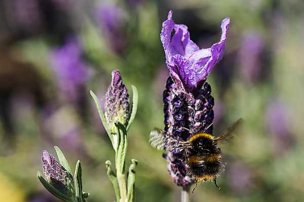 포토 JPG 해외이미지 식물 동물 꽃잎 꽃 야생동물 곤충 백그라운드 꽃무늬 밭 자연 사람없음 초록색 여름 파란색 컬러풀 머리 정원 맑음 보라색 봄 줄무늬 프랑스 벚꽃 개화 닫기 먹이 벌 수집 허브 제비꽃 향기 아로마 먼지 꽃가루 꿀 라벤더 찌르기 내추럴 프랑스어 수유 호박벌 해외포토 문자 계절 유럽 컬러 무늬 농업 모션 날씨 신체부위 벌_곤충 가루 생태계 냄새 파일형식 이미지허브