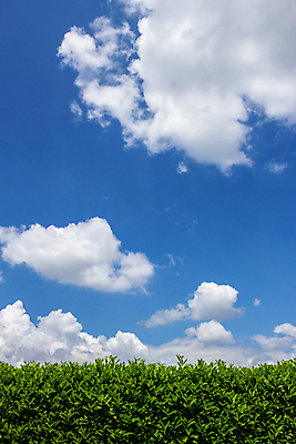 포토 JPG 해외이미지 나무 식물 직업 공원 자연 하늘 노동자 잔디 사람없음 야외 초록색 울타리 정원 봄 업무 자르기 서비스 원예 조경 상록수 손질 흐림 유지 고립 다듬기 원예사 해외포토 계절 공공시설 컬러 모션 날씨 취미 담장 작업 생태계 파일형식 이미지허브