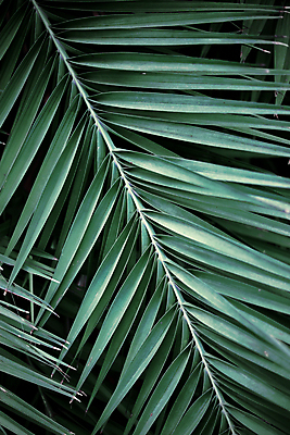 포토 JPG 해외이미지 나무 식물 공원 꽃 백그라운드 잎 꽃무늬 패턴 자연 벽지 추상 손바닥 미술 사람없음 야외 장식 초록색 유행 환경 정원 어둠 봄 수확 성장 나뭇가지 신선 숲 열대우림 휴양지 질감 내추럴 양치류 이국적 하와이인 해외포토 외국인 손 계절 공공시설 컬러 무늬 농업 문화예술 장소 생태계 파일형식 이미지허브