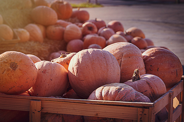 포토 JPG 해외이미지 식물 계절 음식 백그라운드 밭 농업 다이어트 채소 오렌지 과일 재료 자연 건강 사람없음 야외 장식 컬러풀 상점 정원 할로윈 수확 가을 신선 시장 맛 11월 수집 유기농 날것 10월 내추럴 바이오 숙성 채식주의자 해외포토 웰빙 산업 컬러 컨셉 날짜 생태계 채식 파일형식 이미지허브