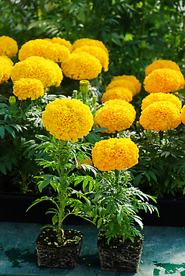 포토 JPG 해외이미지 식물 계절 꽃잎 꽃 꽃다발 백그라운드 꽃무늬 밭 오렌지 자연 사람없음 장식 초록색 컬러풀 노란색 머리 정원 봄 활발 벚꽃 흰색 신선 개화 황금 내추럴 고립 아즈텍 해외포토 컬러 컨셉 무늬 농업 과일 신체부위 생태계 파일형식 이미지허브