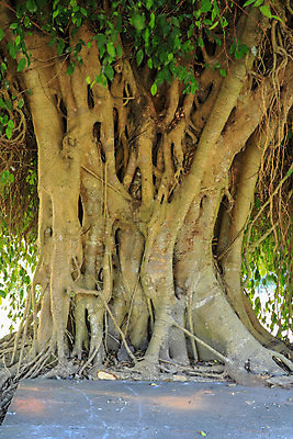 포토 JPG 해외이미지 나무 식물 공원 줄기 여행 백그라운드 잎 패턴 자연 표면 풍경 사람없음 야외 목재 초록색 빛 갈색 환경 힘 성장 나뭇가지 거친 숲 큼 열대우림 묘사 유기농 질감 뿌리 나무껍질 무화과 내추럴 옛날 지원 해외포토 웰빙 공공시설 컬러 무늬 과일 재료 껍질 크기 생태계 파일형식 이미지허브