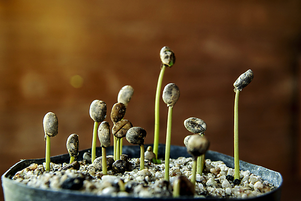 포토 JPG 해외이미지 식물 손 지구 커피 음료 줄기 컨셉 잎 일러스트 자연 새로움 콩 씨앗 사람없음 초록색 농작물 농장 새싹 환경 검은색 희망 흙 놀이방 수확 성장 흰색 시골 작음 땅 유기농 원예 날것 뿌리 고립 땅바닥 모종 묘목 생태학 아라비카 해외포토 나무 웰빙 교육 감정 컬러 농업 곡류 바닥 취미 신체부위 크기 생태계 파일형식 이미지허브