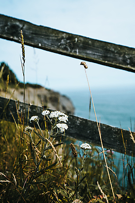 포토 JPG 해외이미지 구름 라이프스타일 꽃 모래 파도 바다 여행 꽃무늬 자연 하늘 휴가 영국 잉글랜드 풍경 사람없음 물 여름 파란색 햇빛 태양 걷기 수영 봄 하이킹 시골 신선 보트 서핑 가장자리 요크셔테리어 내추럴 해외포토 자연요소 식물 계절 유럽 컬러 무늬 배_교통 모션 레저 생활 수상스포츠 둘레 테리어 생태계 파일형식 이미지허브