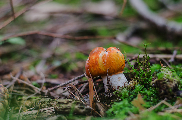 포토 JPG 해외이미지 주간 자연 근접촬영 잔디 사람없음 야외 버섯 나뭇가지 숲속 해외포토 자연요소 나무 식물 뷰포인트 숲 생태계 파일형식 이미지허브