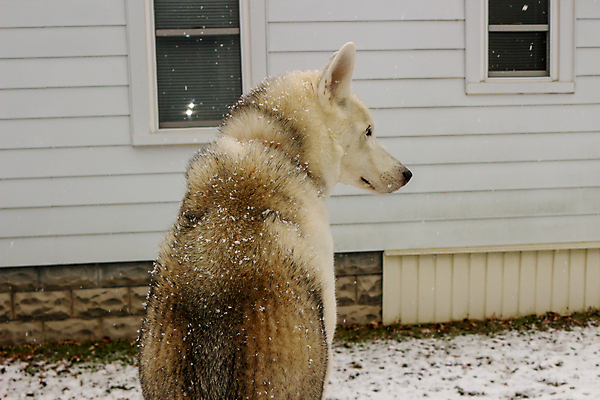 포토 JPG 해외이미지 동물 응시 얼굴 백그라운드 겨울 포유류 자연 털 사람없음 파란색 반려동물 갈색 회색 추위 흰색 개 떨어짐 위험 무서움 북극 코 보케 늑대 송곳니 경보 기르기 시베리아 유래 해외포토 시선 계절 감정 컬러 컨셉 신체부위 치아 극지방 생태계 돌봄 파일형식 이미지허브
