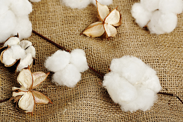 포토 JPG 해외이미지 사람없음 면 부드러움 자루 목화꽃 목화솜 해외포토 꽃 감각 솜 파일형식 이미지허브