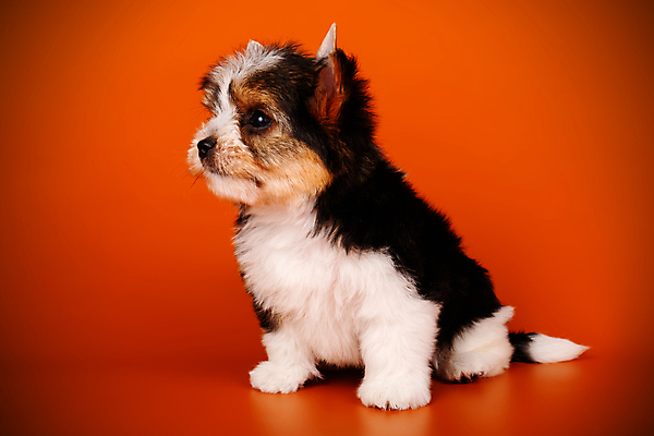 포토 JPG 해외이미지 나무 동물 1 행복 새끼 백그라운드 크리스마스 공 휴가 새로움 털 사람없음 장식 빨간색 반려동물 산타클로스 귀여움 검은색 거울 흰색 개 달콤 강아지 작음 샴페인 요크셔테리어 테리어 연도 활 솜털 송곳니 기르기 비버 삼색 해외포토 식물 기념일 감정 컬러 컨셉 포유류 주류 맛 치아 크기 돌봄 파일형식 이미지허브