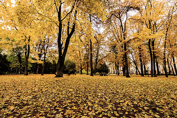 포토 JPG 해외이미지 나무 계절 공원 단풍 낙엽 잎 벤치 오렌지 자연 건조 풍경 사람없음 야외 컬러풀 갈색 노란색 환경 맑음 가을 보행로 황금 떨어짐 숲 11월 러시아 장면 10월 내추럴 해외포토 식물 공공시설 유럽 길 컬러 컨셉 의자 과일 날씨 날짜 생태계 파일형식 이미지허브